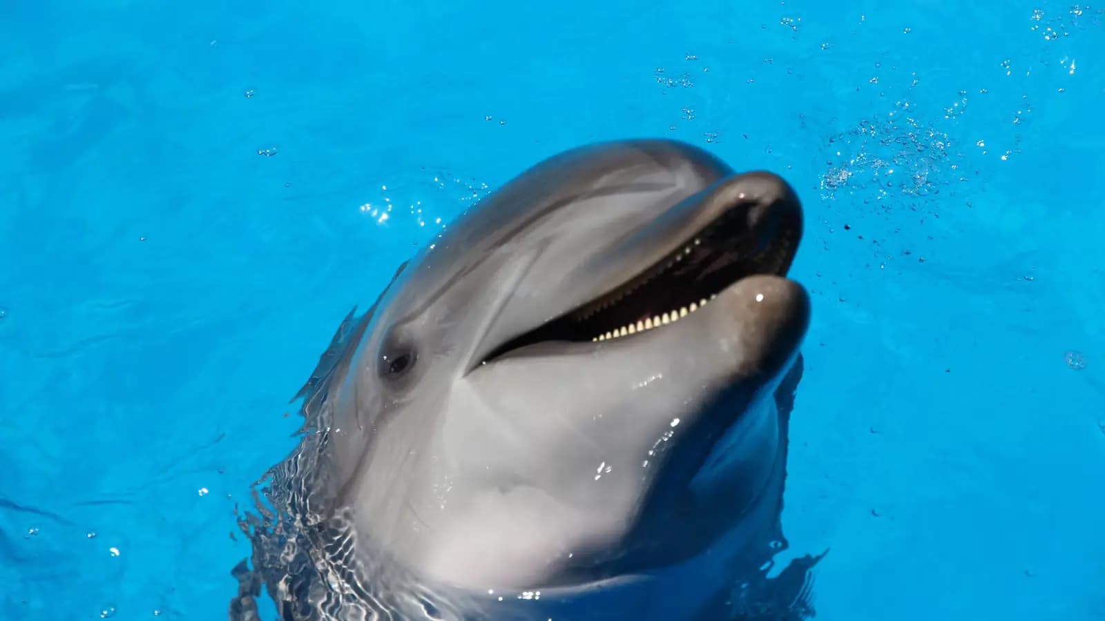 A dolphin surfacing in open water on a bright day