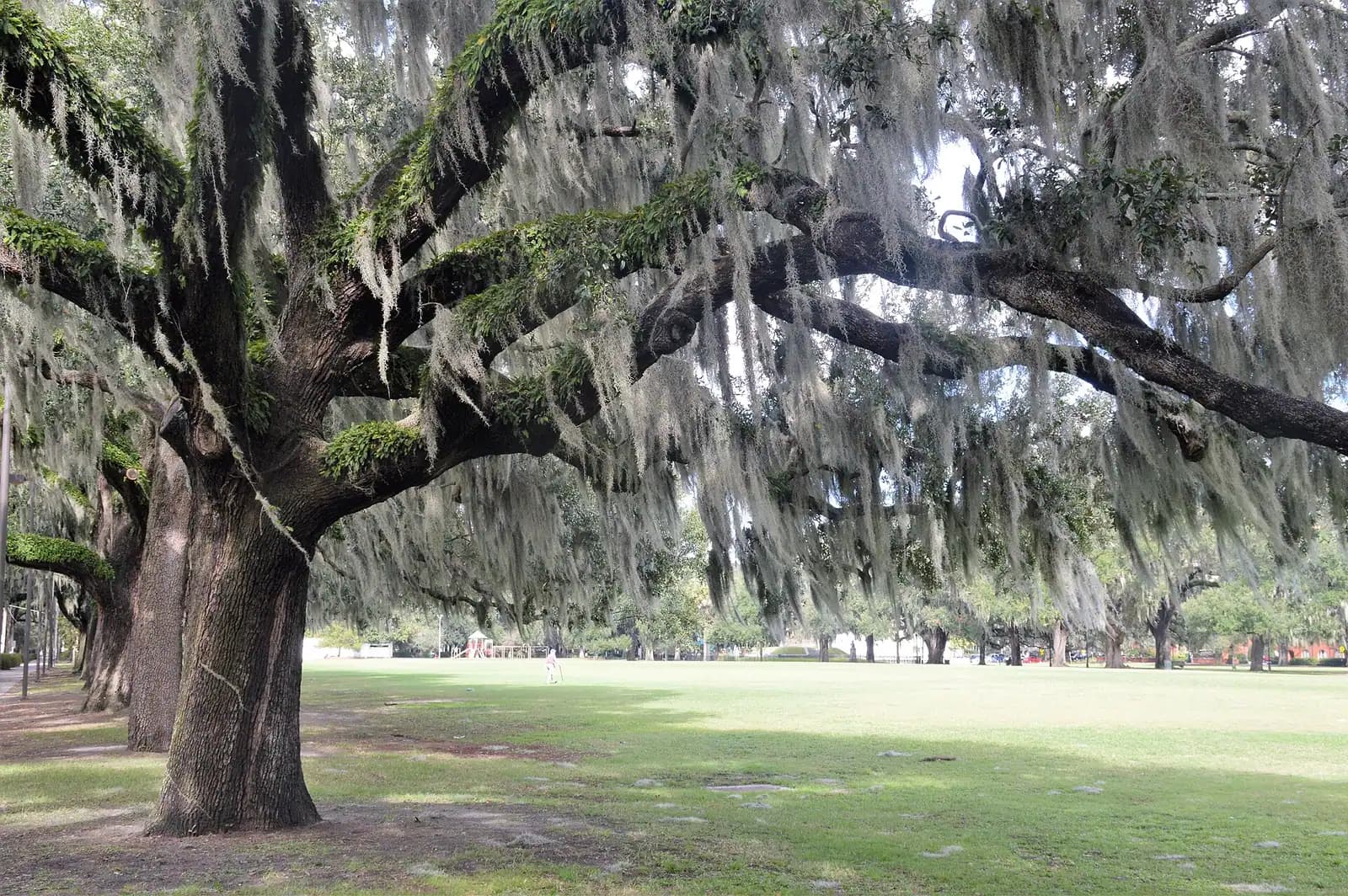 Live oaks hung with Spanish moss over the lawn in Forsyth Park, Savannah, an hour from Hilton Head Island
